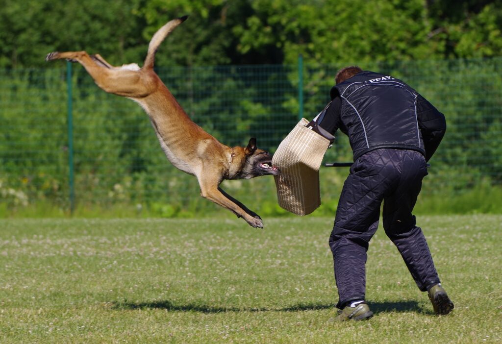 Protection dogs