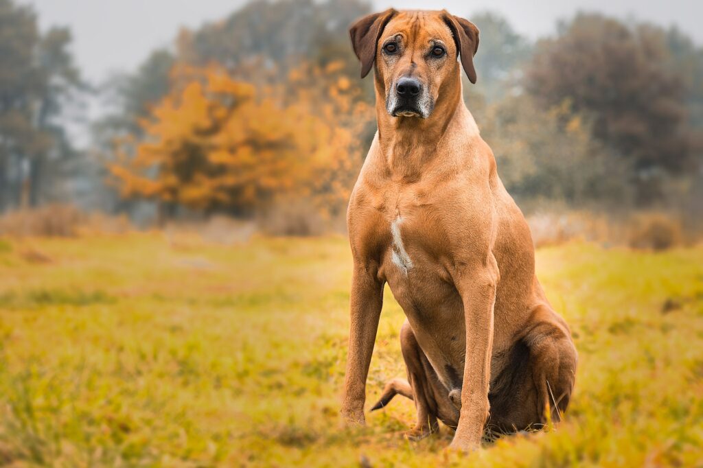 protection dog breeds