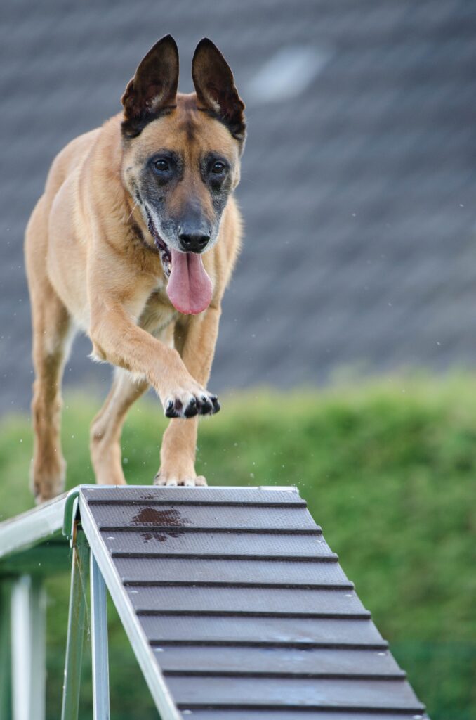 protection dog training