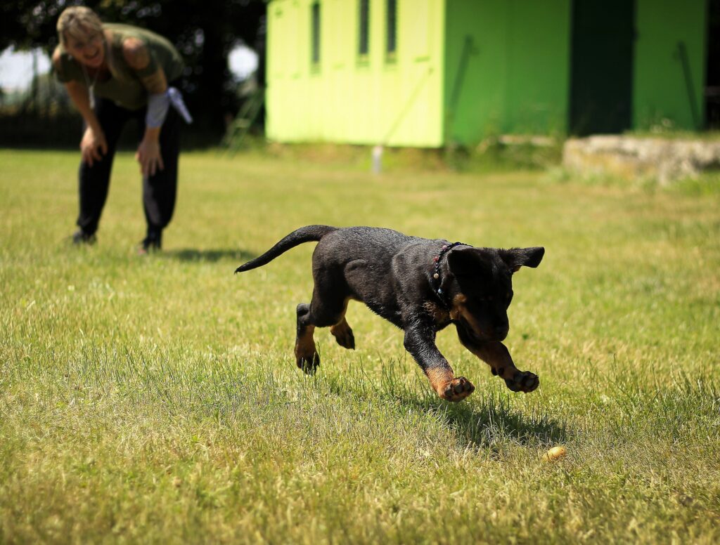 protection dog training