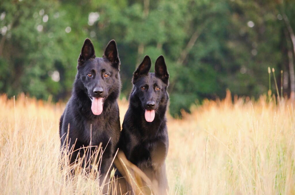 best protection dogs